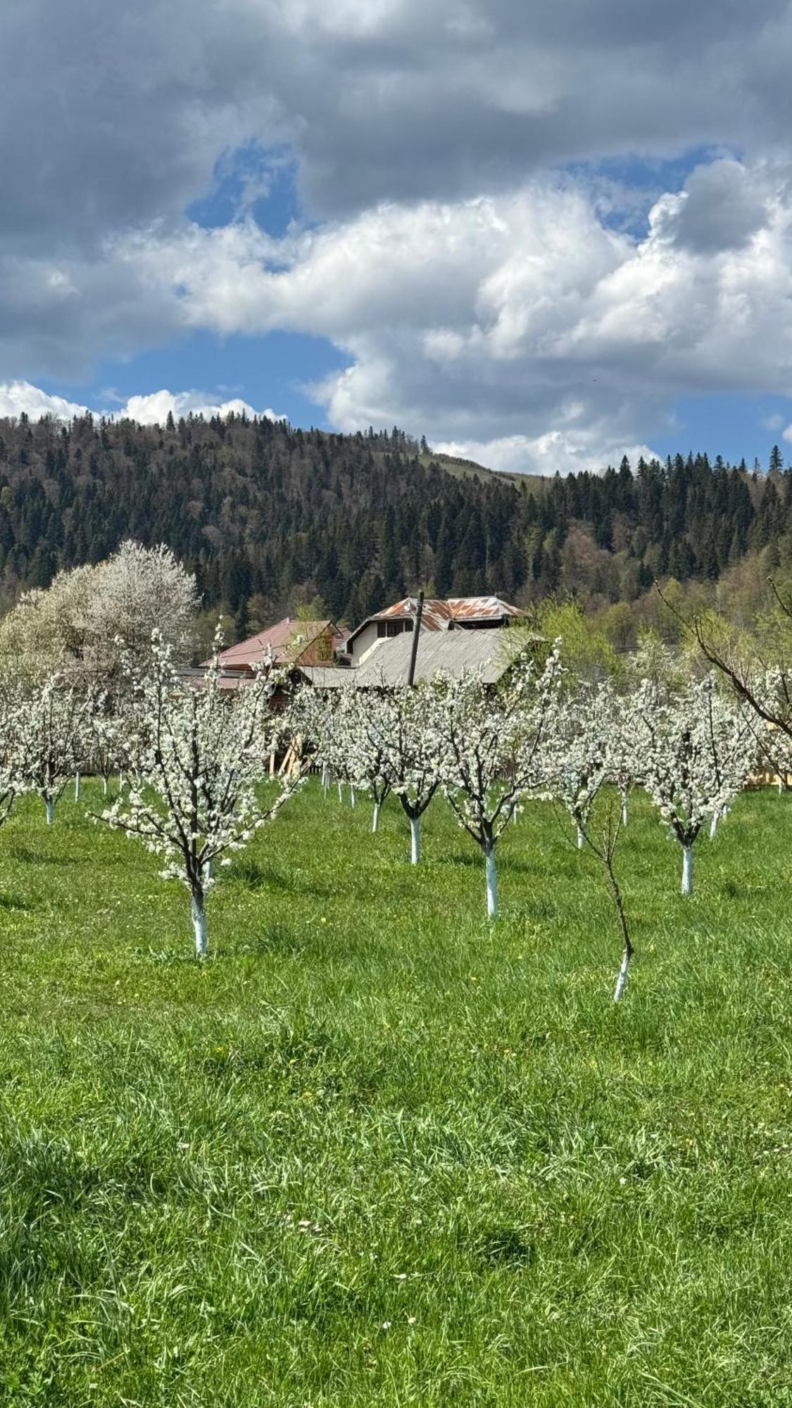 Moonlake Chalet Gainesti Экстерьер фото